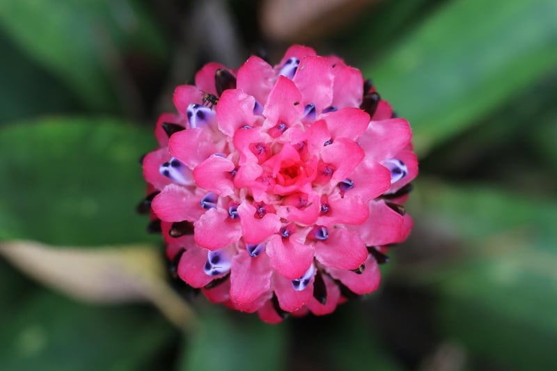 Bromeliads
