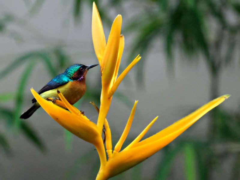 Heliconias
